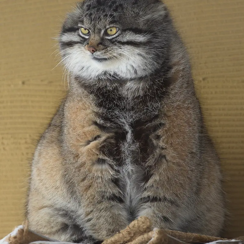 Фотография Груши в Зоопарке Асахияма