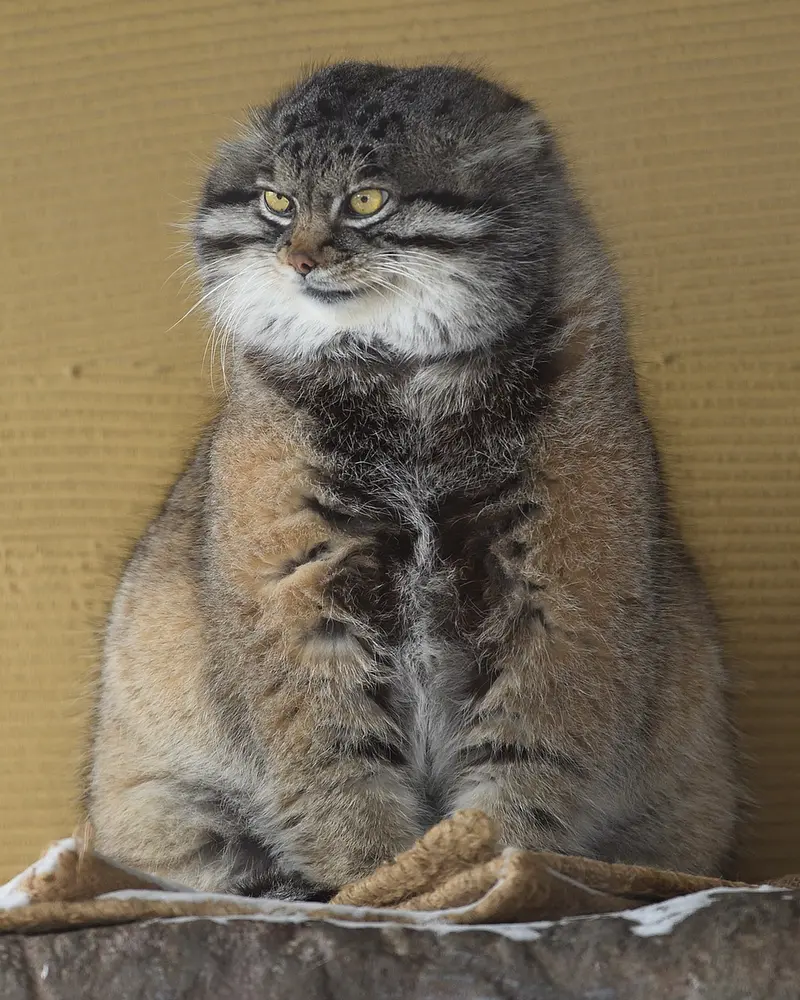 Фотография Груши в Зоопарке Асахияма