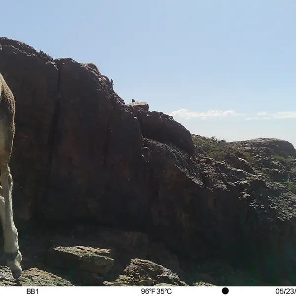 Фотография Аргали с фотоловушки Актас-Кункора