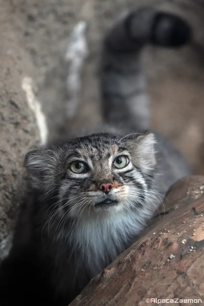 Фотография Аз в Царстве Животных Кобе