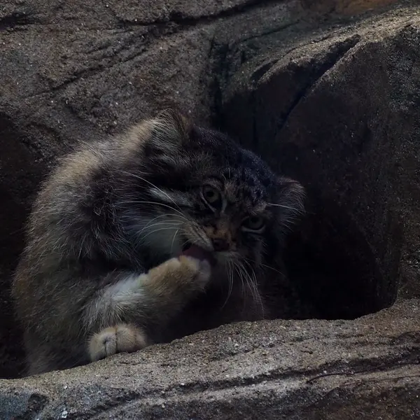 Фотография Ириса в Зоопарке Кобе Оджи