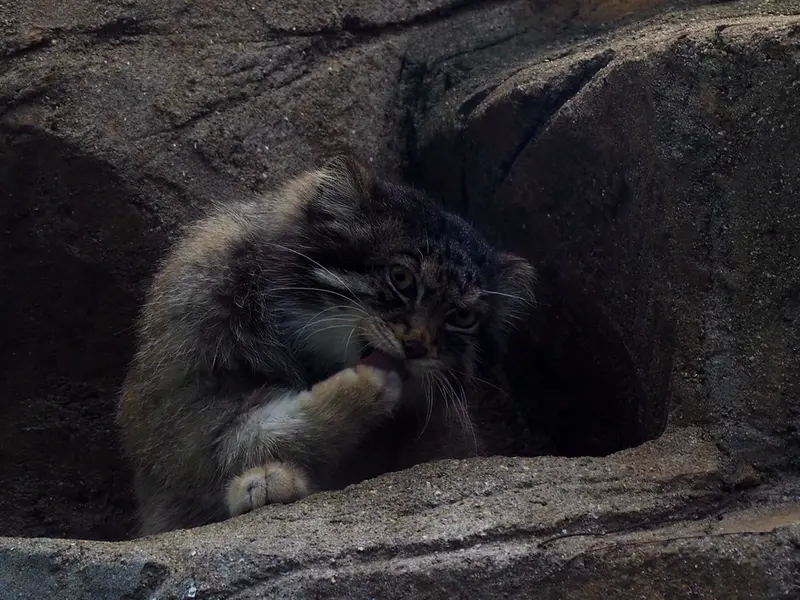 Фотография Ириса в Зоопарке Кобе Оджи