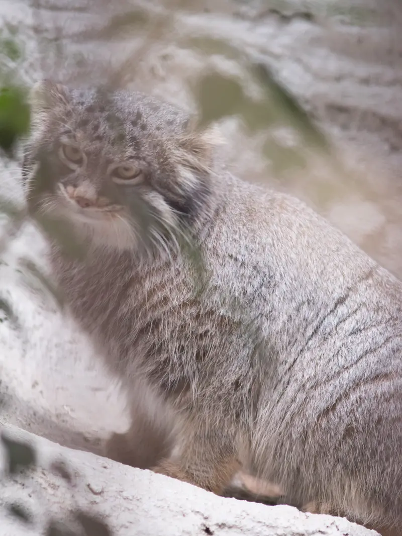 Фотография Фиги в Зоопарке Ногеяме