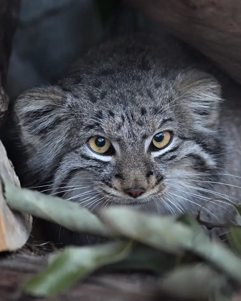 Фотография Мей