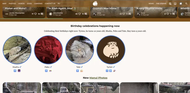 Фотография с манулом