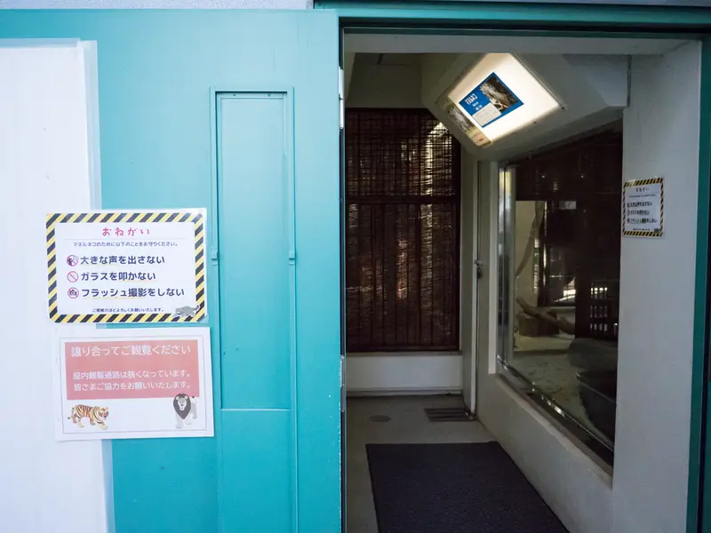 Фотография с манулом в Зоопарке Ногеяме