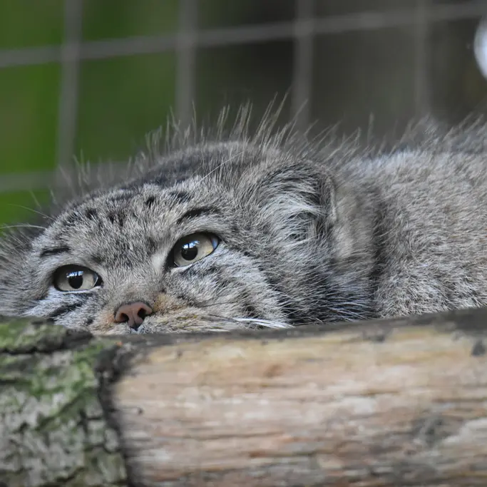 Фотография Беллы в Зоопарке Бэнхэм