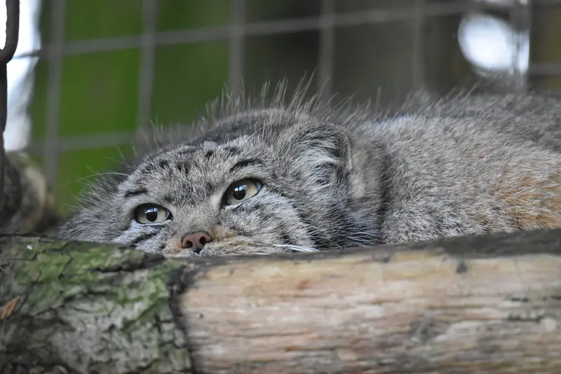 Фотография Беллы в Зоопарке Бэнхэм
