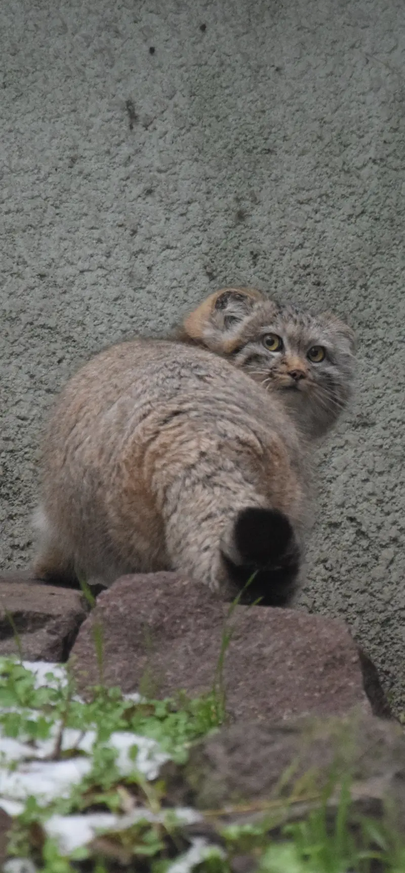 Фотография Люси в Будапештском Зоопарке