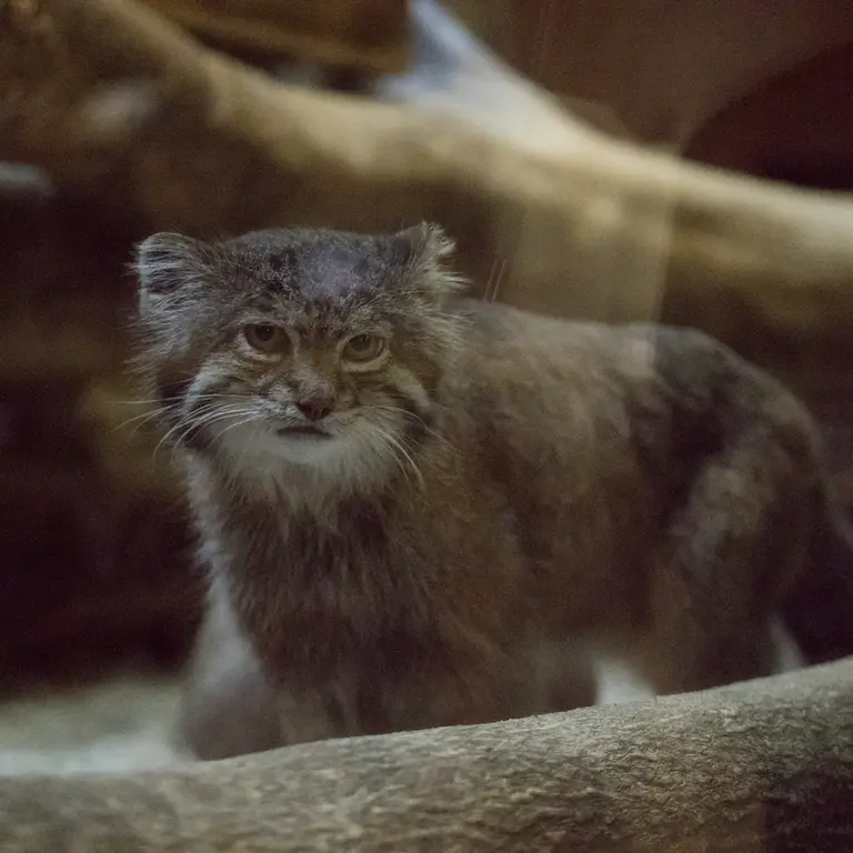 Фотография Клёна в Зоопарке Уено