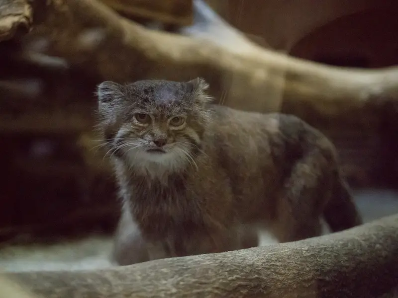 Фотография Клёна в Зоопарке Уено