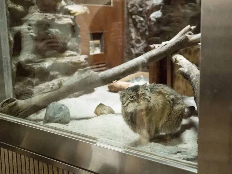 Фотография Примулы в Зоопарке Уено