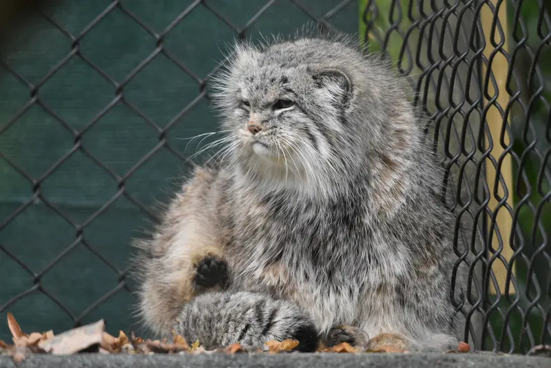 Фотография Пенелопы в Парке дикой природы Котсуолд