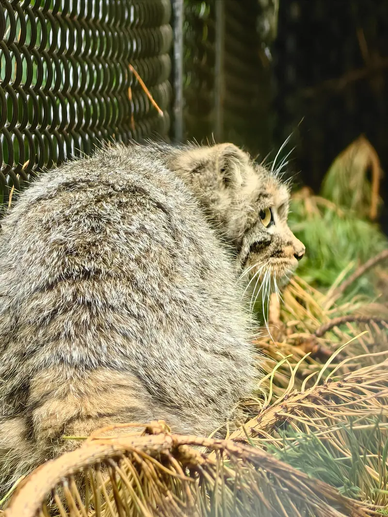 Фотография Аккема в Новосибирском Зоопарке