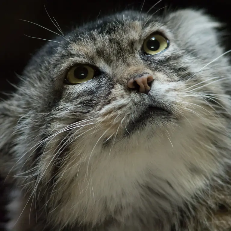 Фотография Примулы в Зоопарке Уено