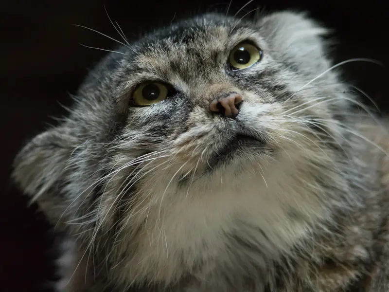 Фотография Примулы в Зоопарке Уено