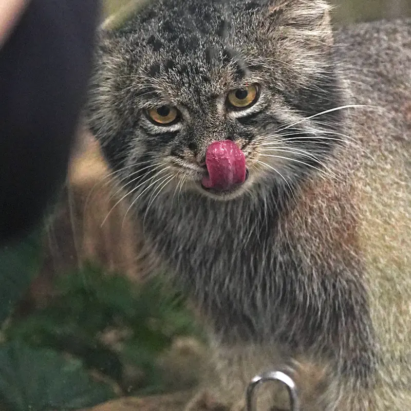 Фотография Нара в Царстве Животных Кобе