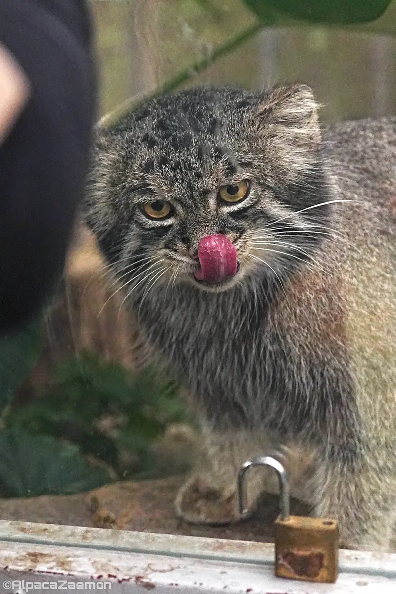 Фотография Нара в Царстве Животных Кобе