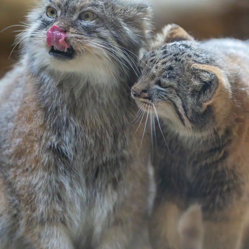 Фотография Примулы и Абрикос в Зоопарке Уено