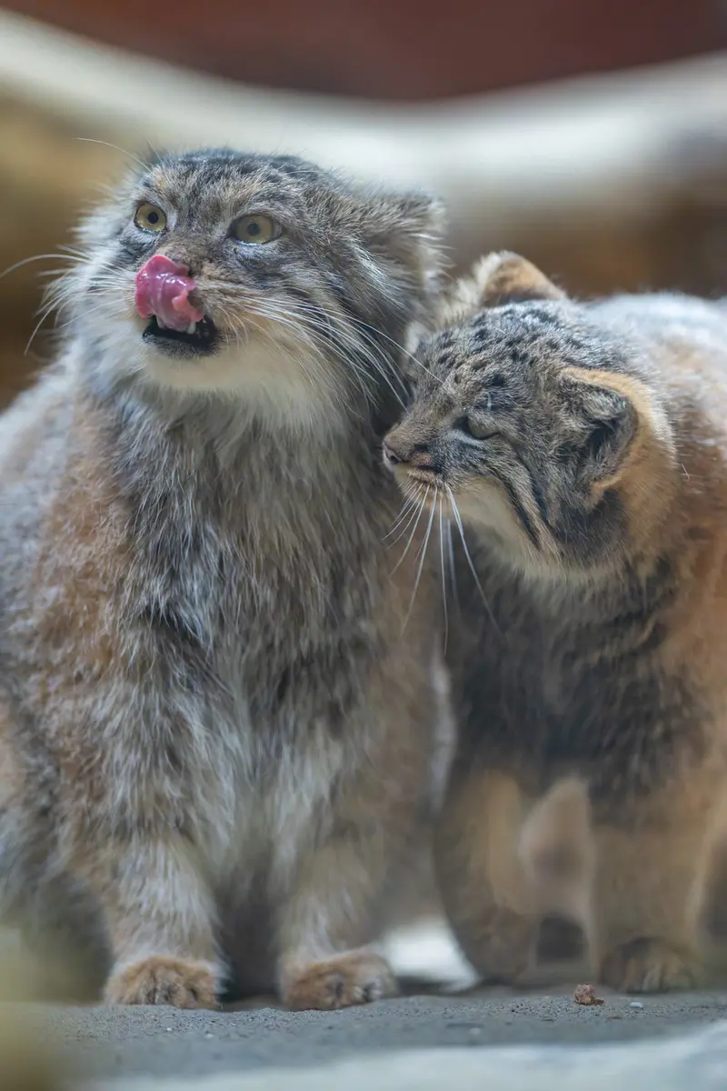Фотография Примулы и Абрикос в Зоопарке Уено
