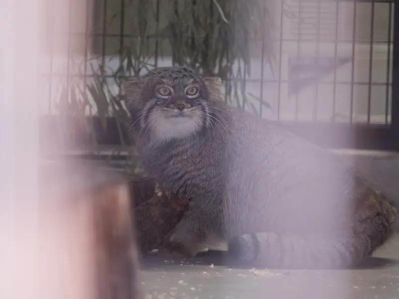 Фотография Фиги в Зоопарке Ногеяме