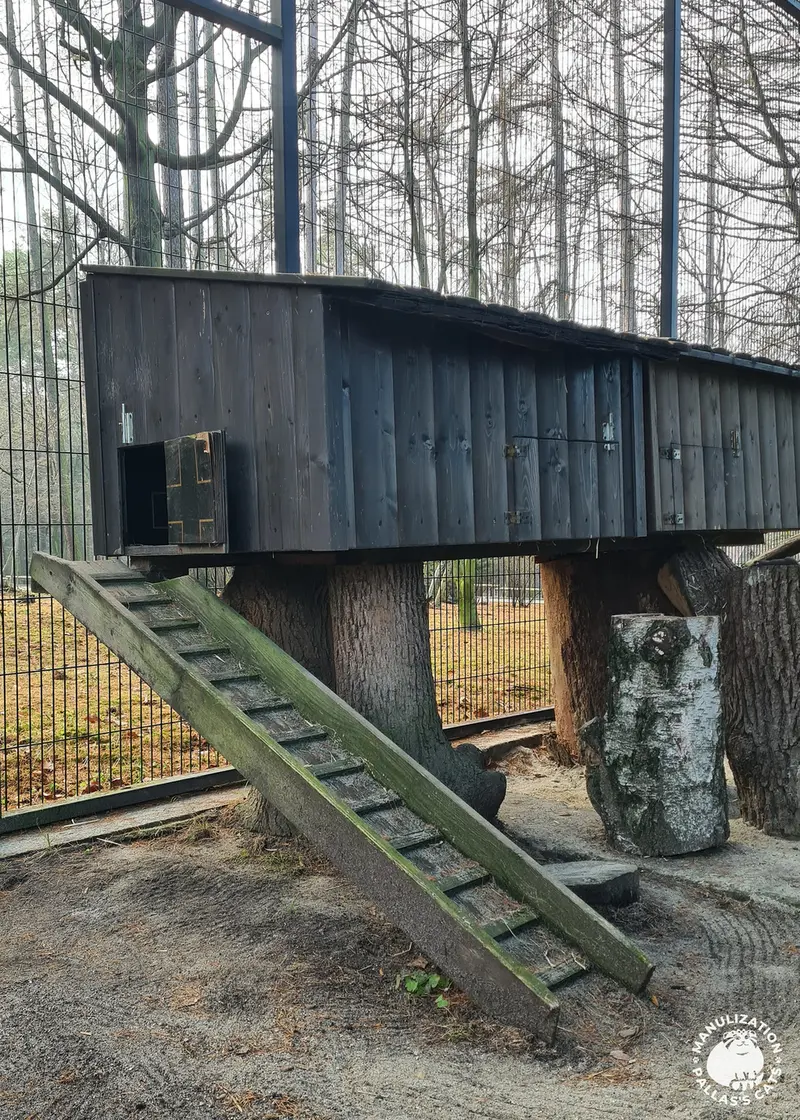 Фотография с манулом в Краковском Зоопарке