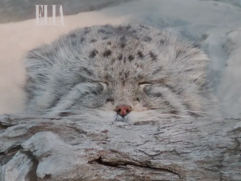 Фотография Олафа в Зоопарке Калгари / Институте Уайлдере