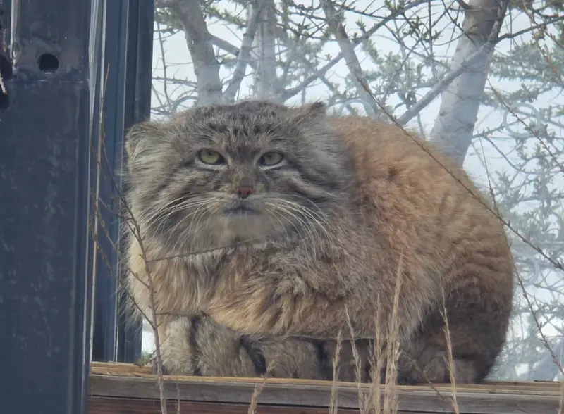 Фотография Спая в Пражском Зоопарке