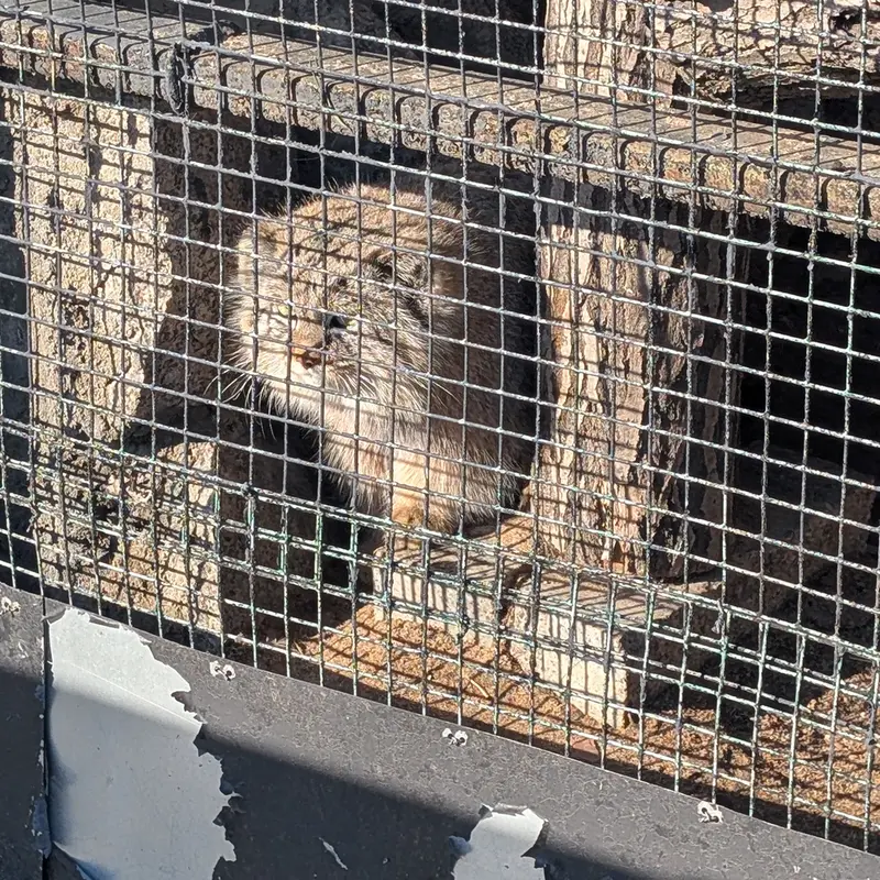 Фотография Пепе в Ленинградском Зоопарке