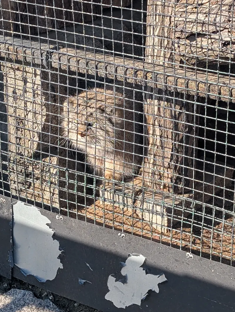 Фотография Пепе в Ленинградском Зоопарке