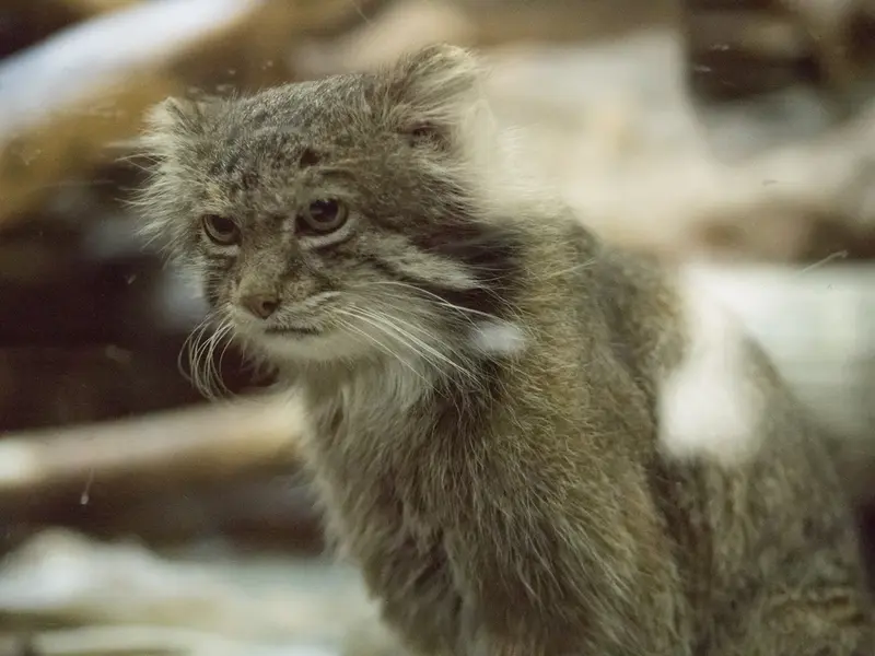 Фотография Клёна в Зоопарке Уено