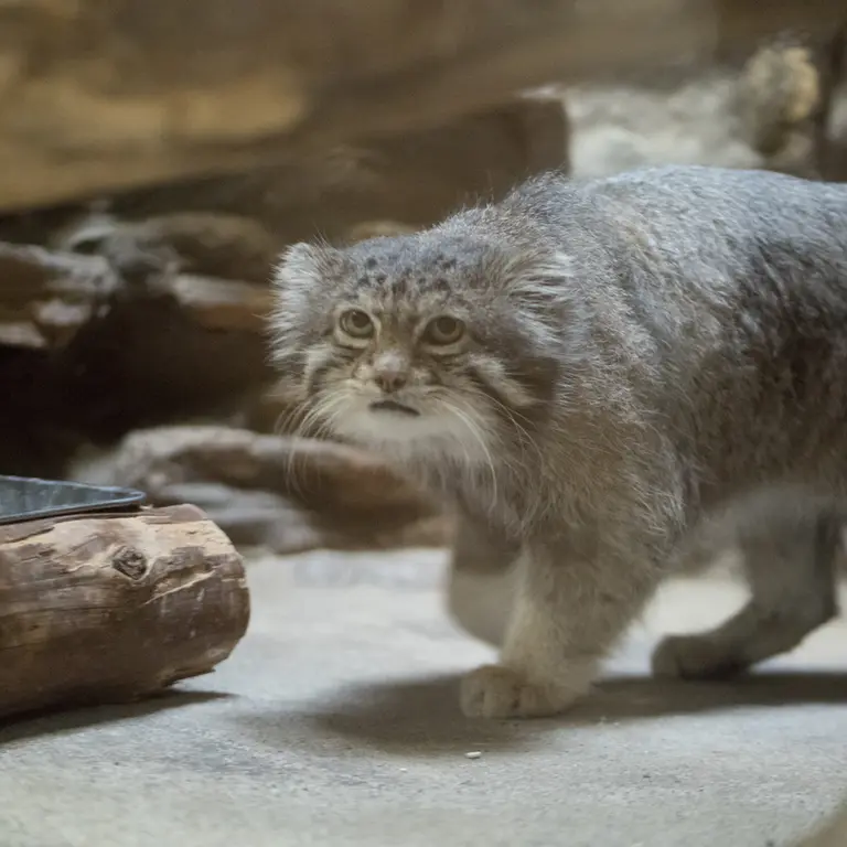 Фотография Клёна в Зоопарке Уено