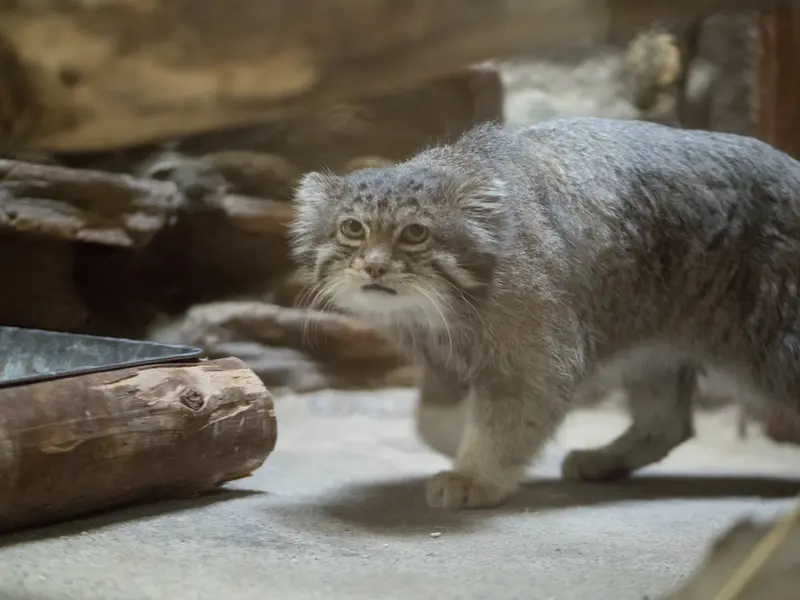 Фотография Клёна в Зоопарке Уено