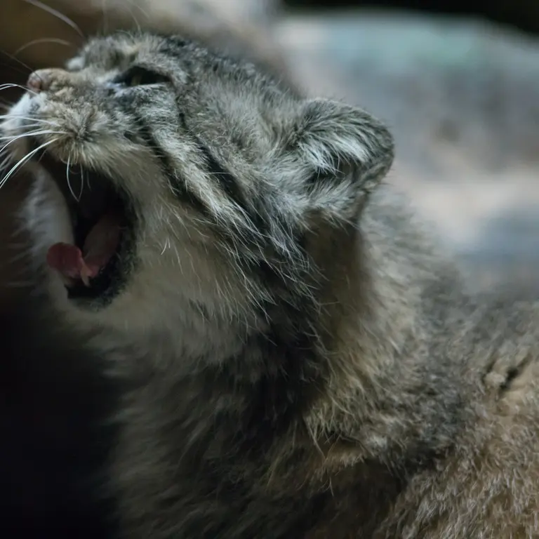 Фотография Примулы в Зоопарке Уено