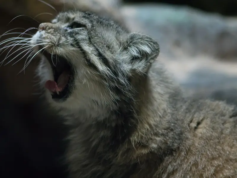 Фотография Примулы в Зоопарке Уено