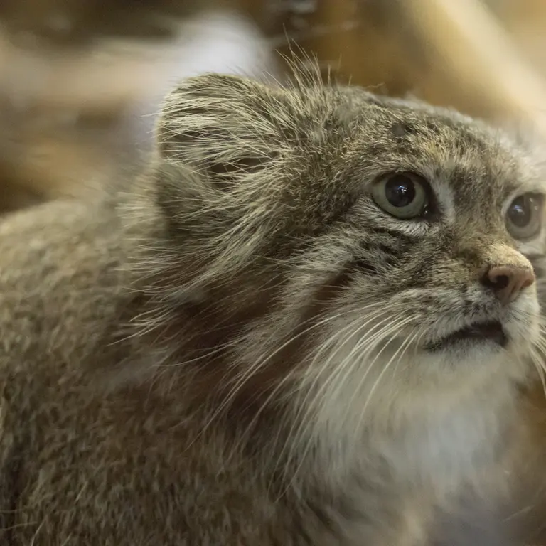 Фотография Клёна в Зоопарке Уено