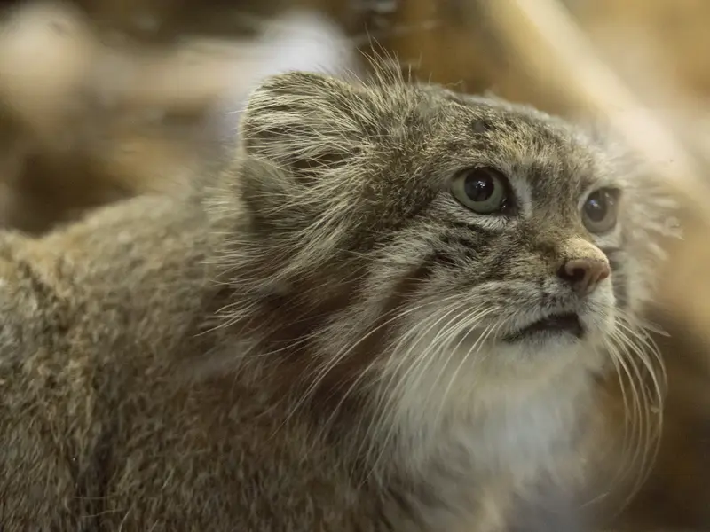 Фотография Клёна в Зоопарке Уено