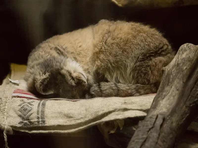 Фотография Примулы в Зоопарке Уено