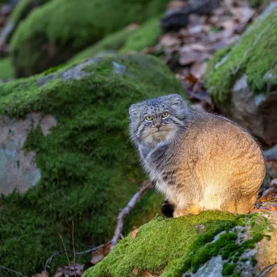 Фотография Катти-Матти в Норденс Арк