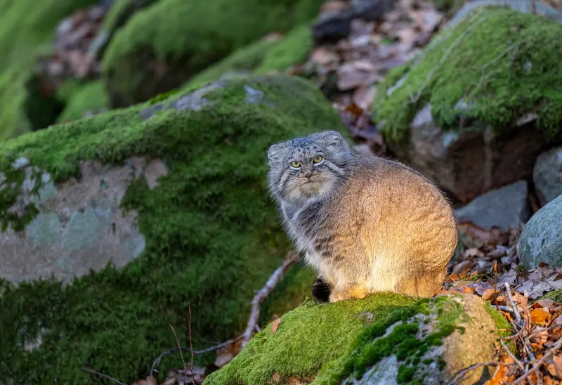 Фотография Катти-Матти в Норденс Арк