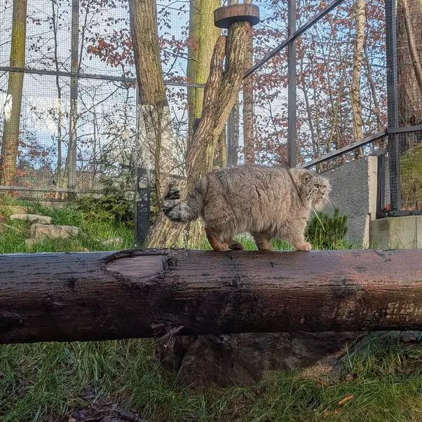 Фотография Мануэля в Гданском Зоопарке