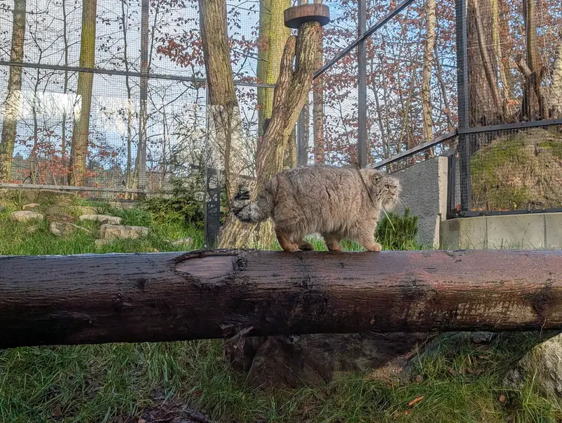 Фотография Мануэля в Гданском Зоопарке