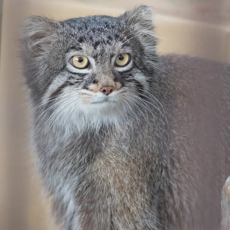 Фотография Фиги в Зоопарке Ногеяме