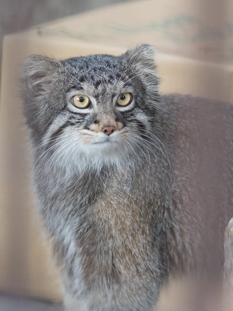 Фотография Фиги в Зоопарке Ногеяме