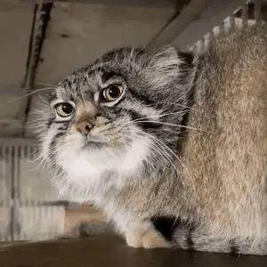 Фотография с манулом в Амазонии Зоо