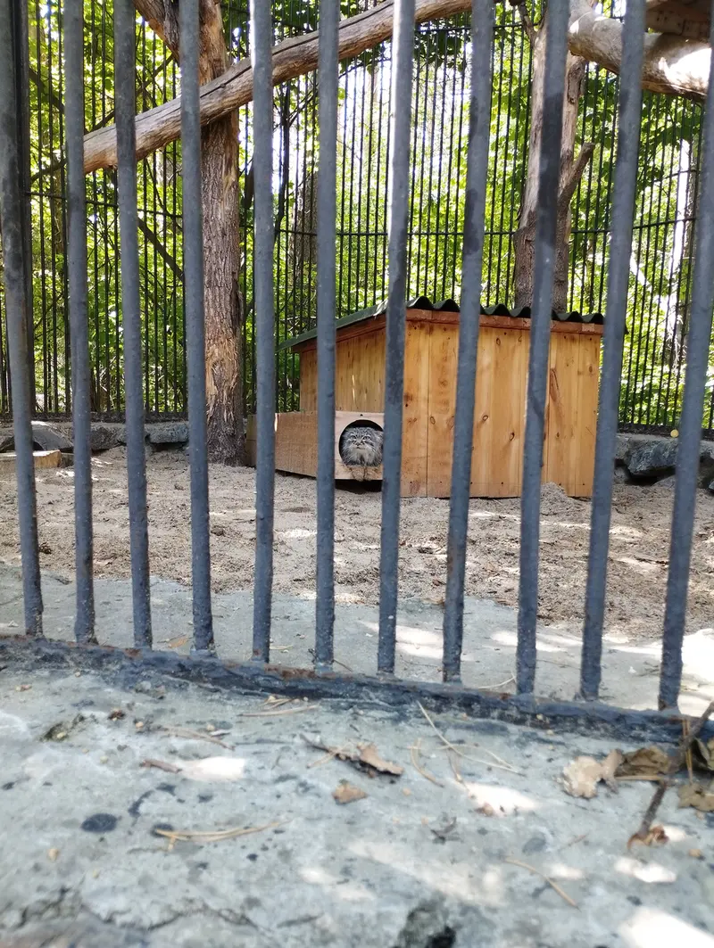 Фотография с манулом в Новосибирском Зоопарке