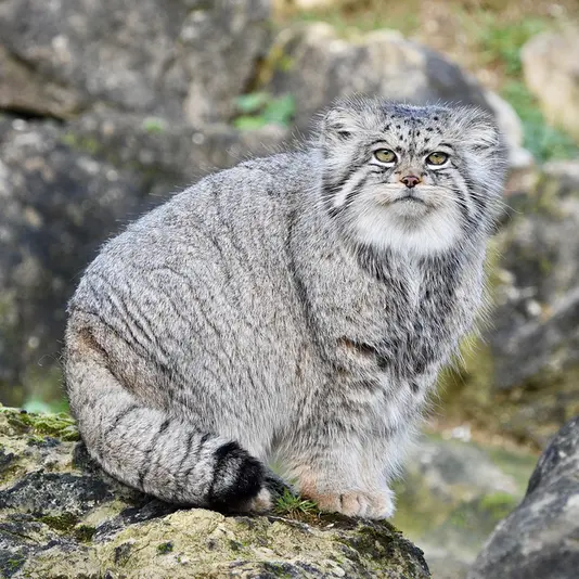 Фотография Атлана в Парке диких животных Порт-Лимпн