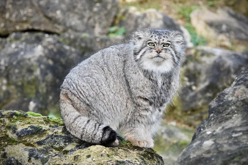 Фотография Атлана в Парке диких животных Порт-Лимпн