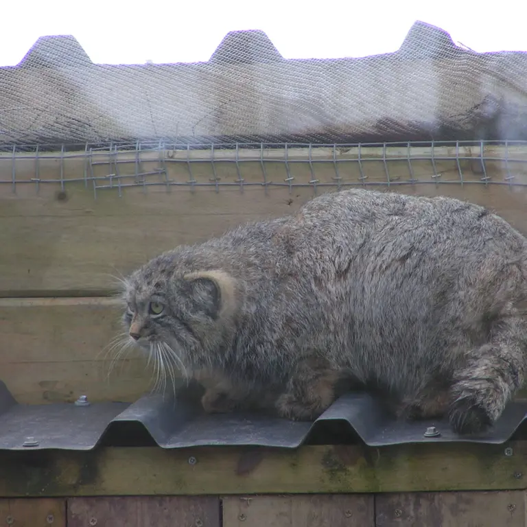 Фотография Алтая в Лэйклэнде Вайлдлайф Оазисе