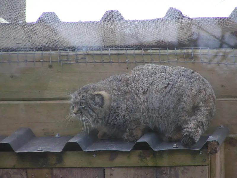 Фотография Алтая в Лэйклэнде Вайлдлайф Оазисе